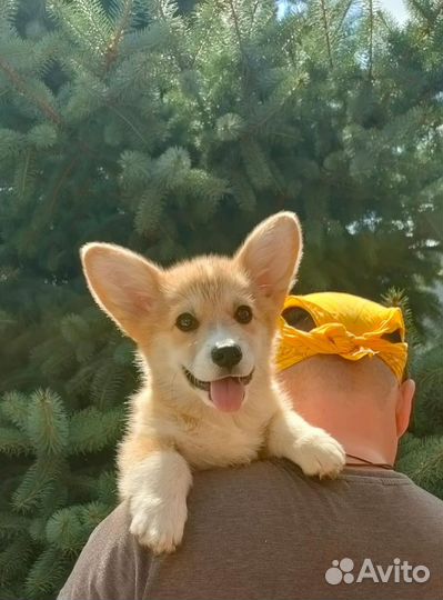 Вельштерьер