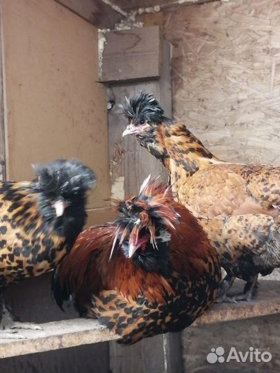 Куры и цыплята
