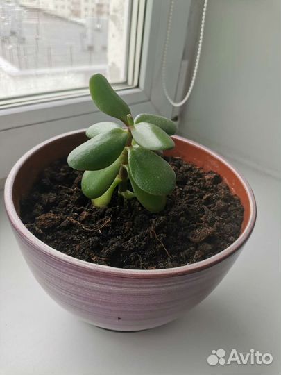 Крассула толстянка