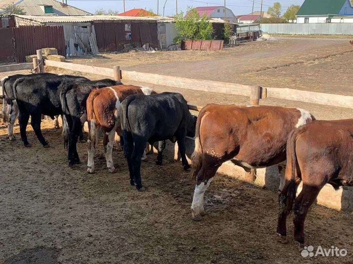 Бычки и быки