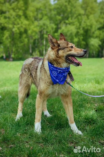 Собака в добрые руки отдам бесплатно