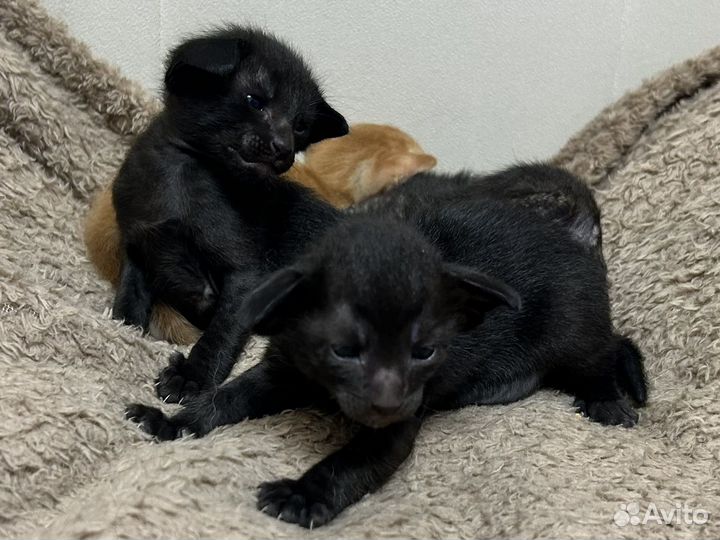 Орики к новому году