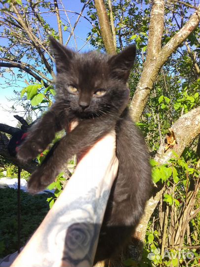 Котенок девочка в добрые руки бесплатно