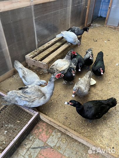 Утиные яйца на инкубацию