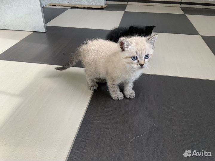 Котята бесплатно