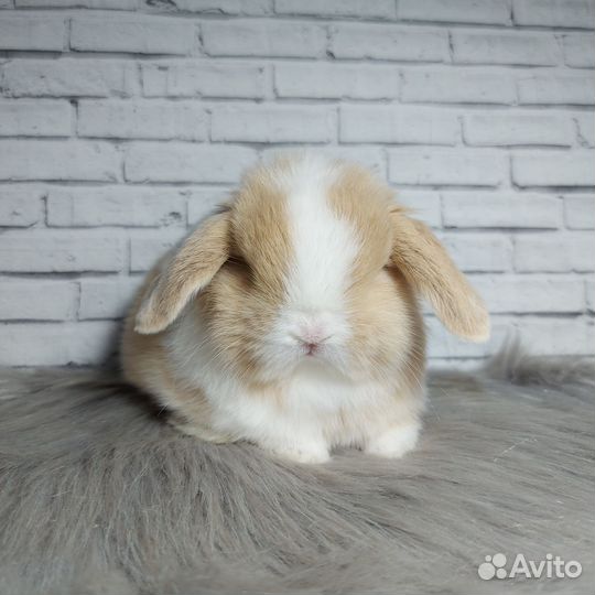 Minilop самец