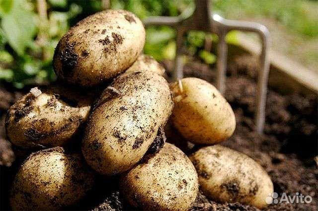 Молодой картофель, Доставка