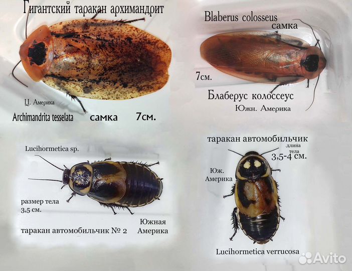 Кормовые тараканы для рептилий и пауков от 2-7см