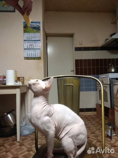 Кот Сфинкс