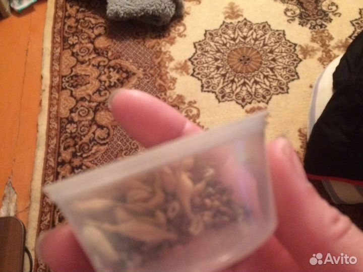 Семена редиски ранней отдам свои