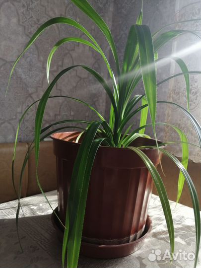 Пальма-Панданус