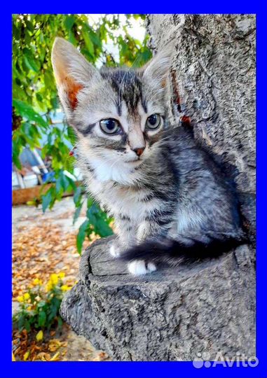 Кошка в дар