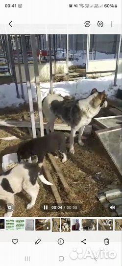 Собаки Бесплатно