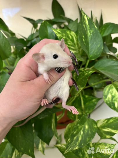 Крыса дамбо - малыши, разный окрас