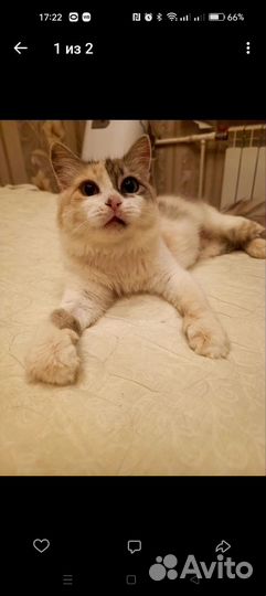 Кошка-ленивица