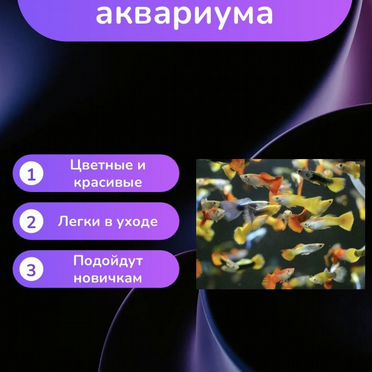 Яркие мальки гуппи - будущее вашего аквариума