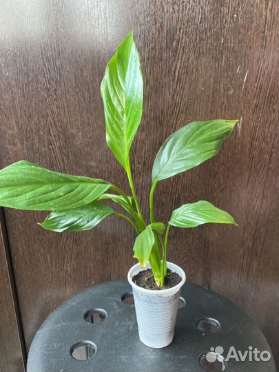 Спатифиллум Уоллиса