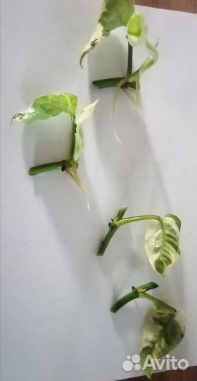 Сциндапсус Эпипремнум Голд Вайт