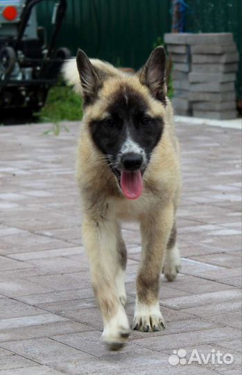 Щенок в добрые руки