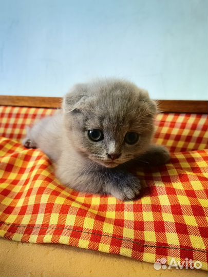Шотландский котёнок