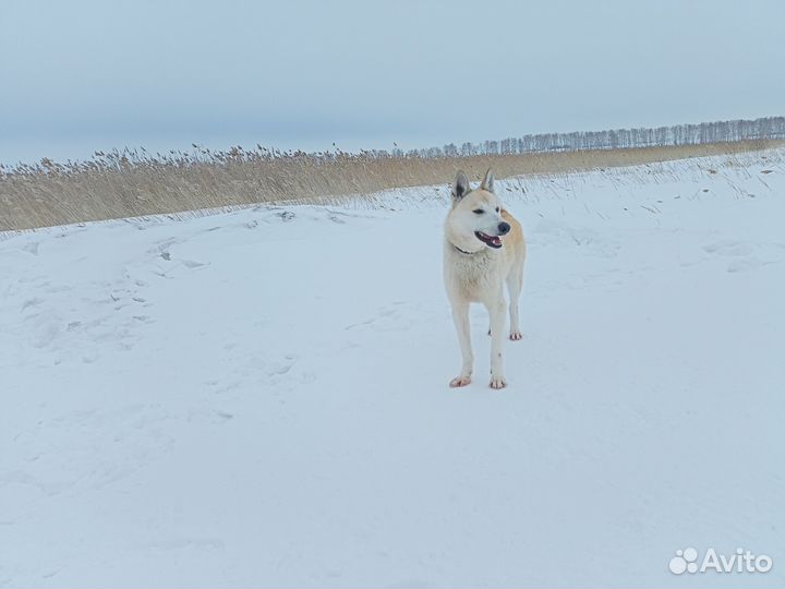 Кобель лзс вязка