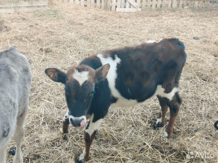 Телки пародистие