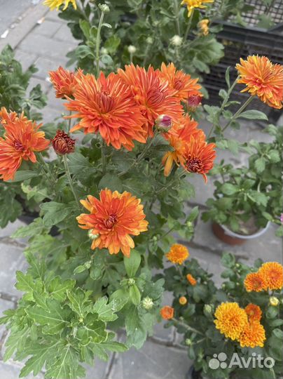 Хризантемы