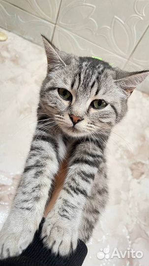Котята, кошки, коты