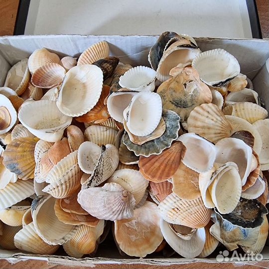 Ракушки морские (створки, гребешки)