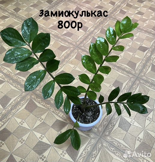 Комнатные растения разные