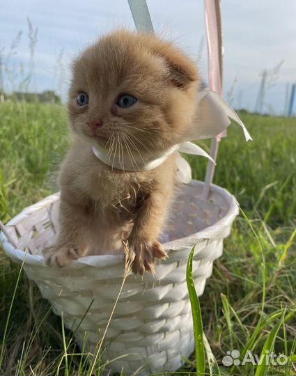 Шотдандский котенок