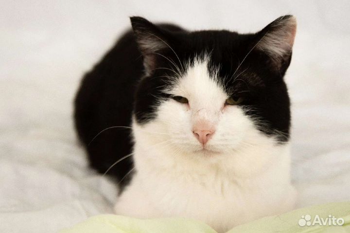 Котик Марат