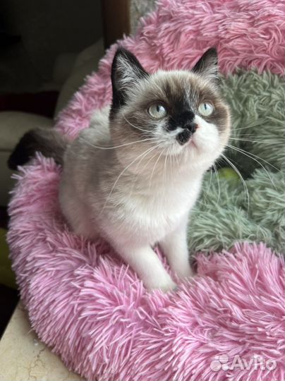 Шикарные котята