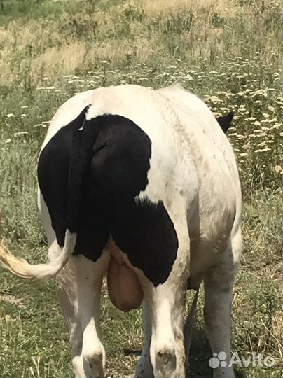 Бык и тельки