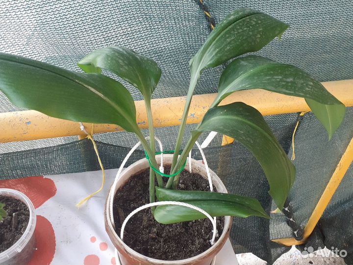 Эухарис амазонская лилия