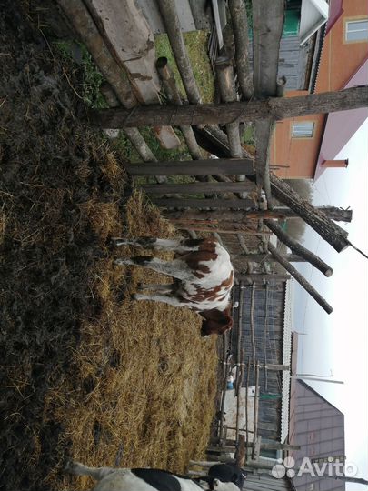 Бычки и быки