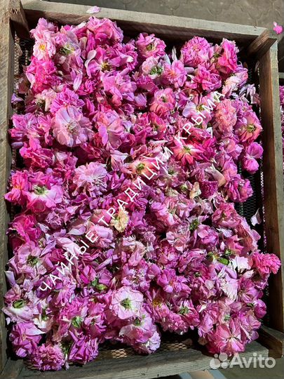 Крымская роза лепестки бутоны