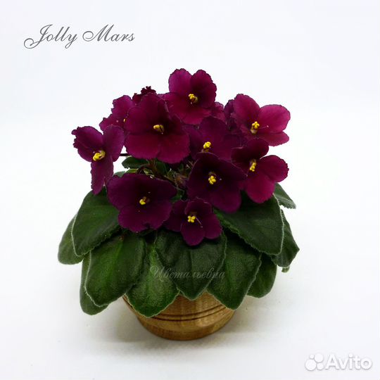 Черенки сортовых миниатюрных фиалок