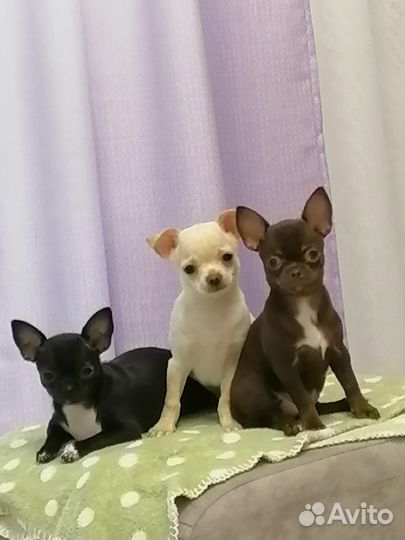 Продам щенков чихуахуа