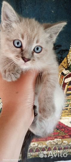 Домашние животные котята