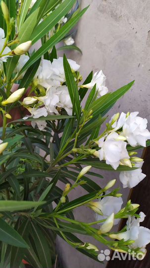 Олеандр черенки