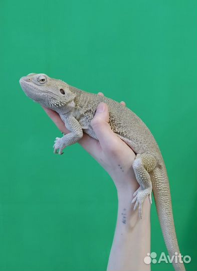 Бородатая агама Зеро