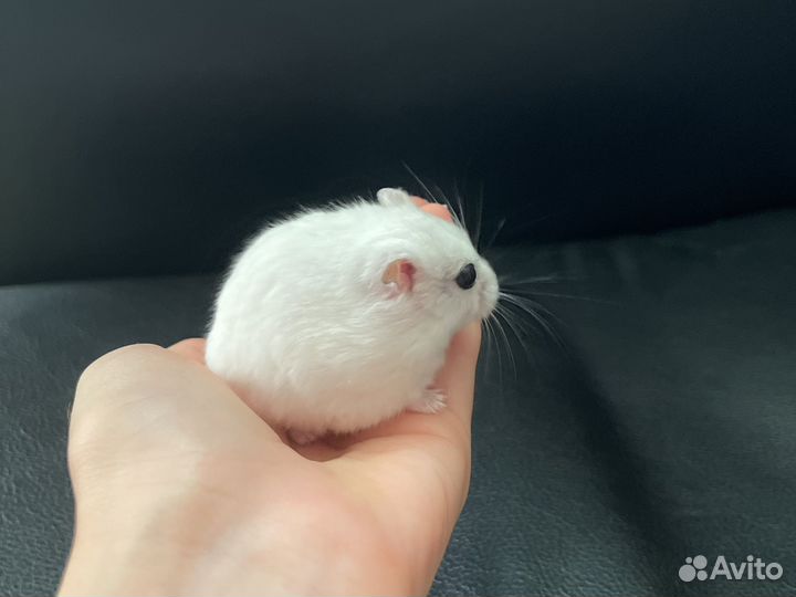 Джунгарский хомяк