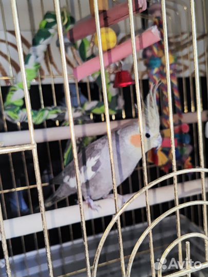 Попугай корелла девочка