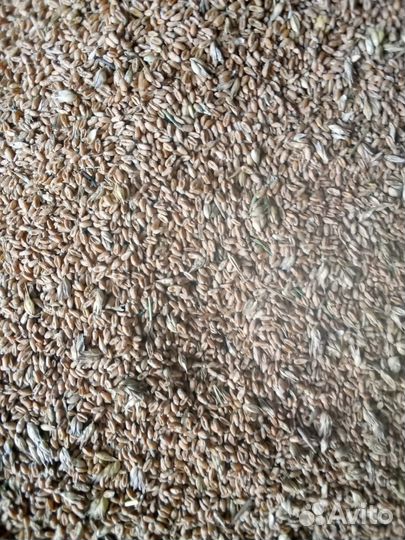 Пшеница яровая 2024 г