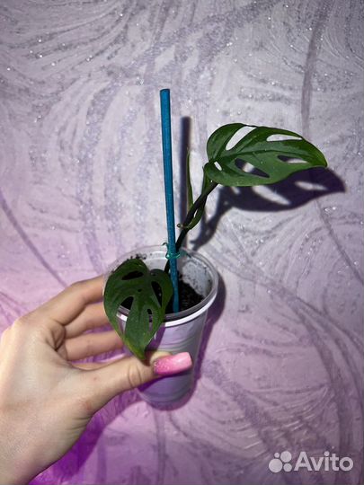 Монстера Альба, Адансона, Манки, Косая, Делициоза