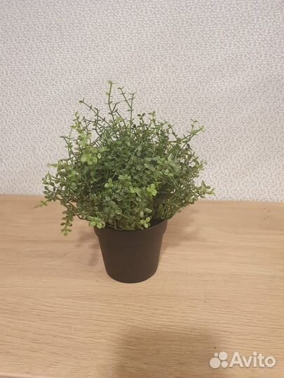 Искусственные цветы, растения, IKEA, Fejka