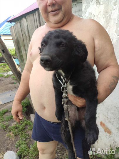 Собака в добрые руки отдам бесплатно