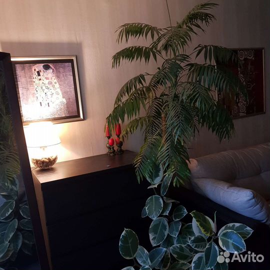 Пальма Хамедорея