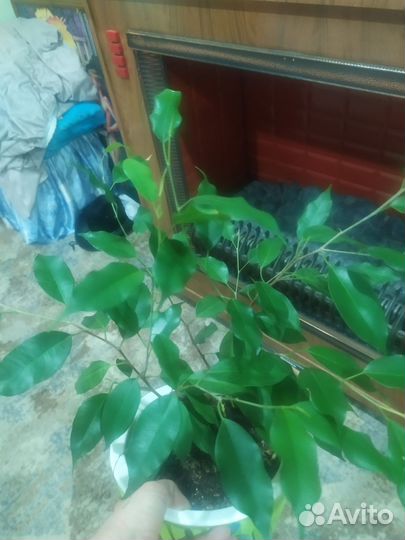 Фикус бенджамина